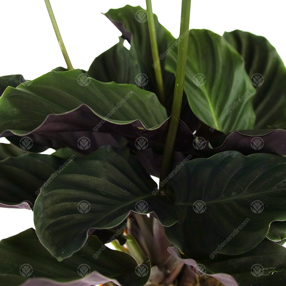 Calathea Crocata (14cm)