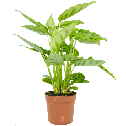 Calathea Leopardina (12cm)