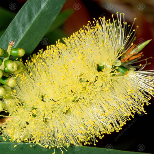 Callistemon Honeypot (9cm)