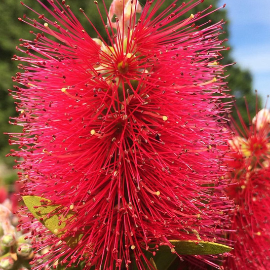 Callistemon Inferno (9cm)