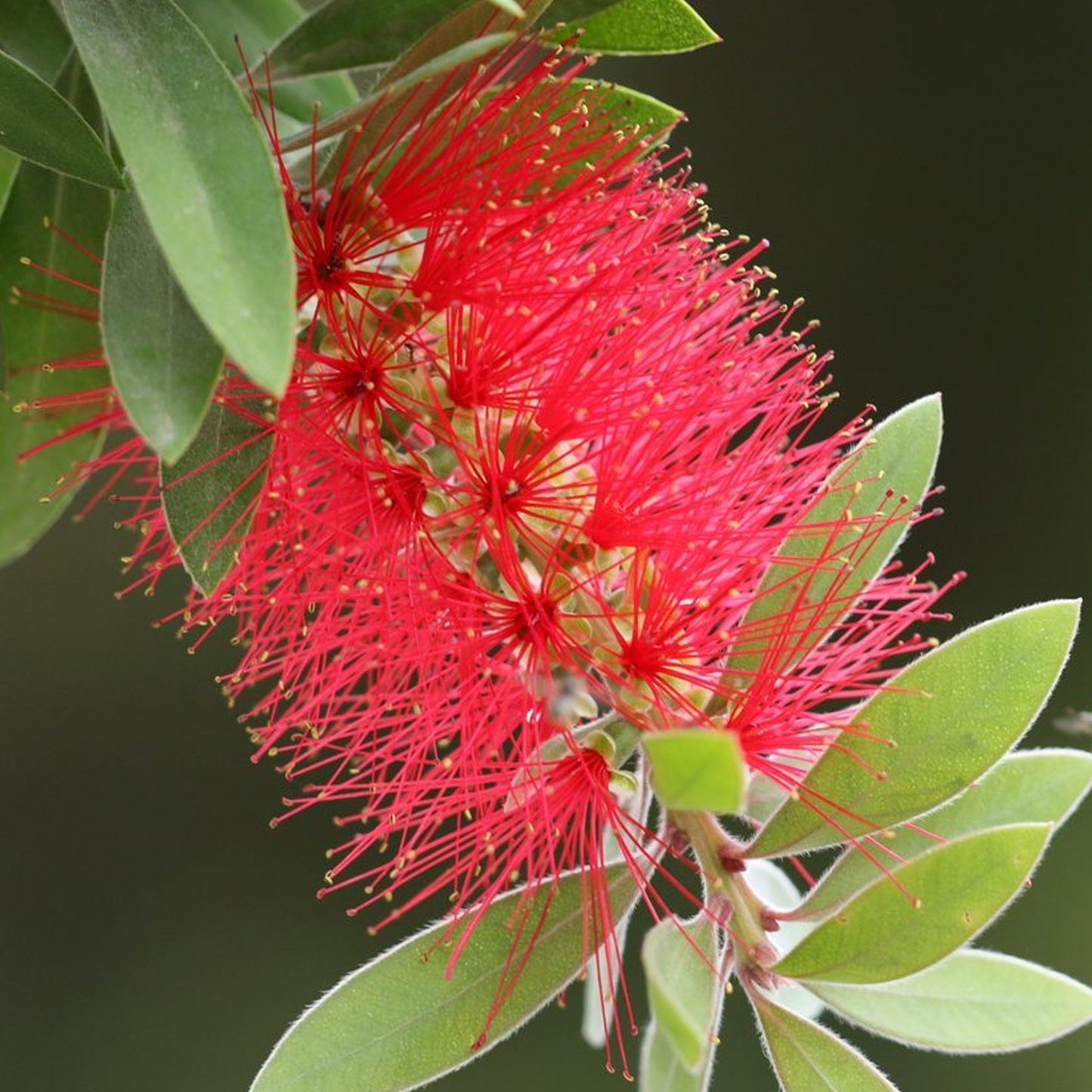 Callistemon Inferno (9cm)