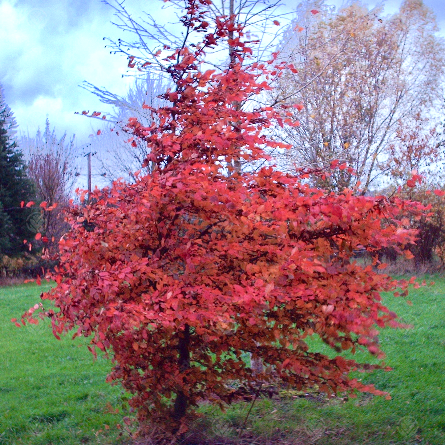 Carpinus Rockhampton Red (12L, 5-6ft)