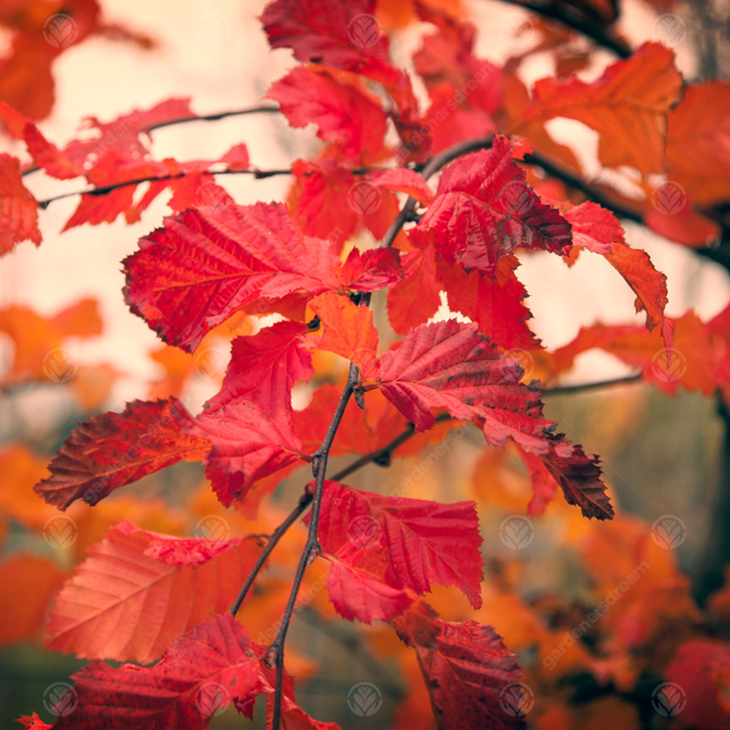 Carpinus Rockhampton Red (12L, 5-6ft)