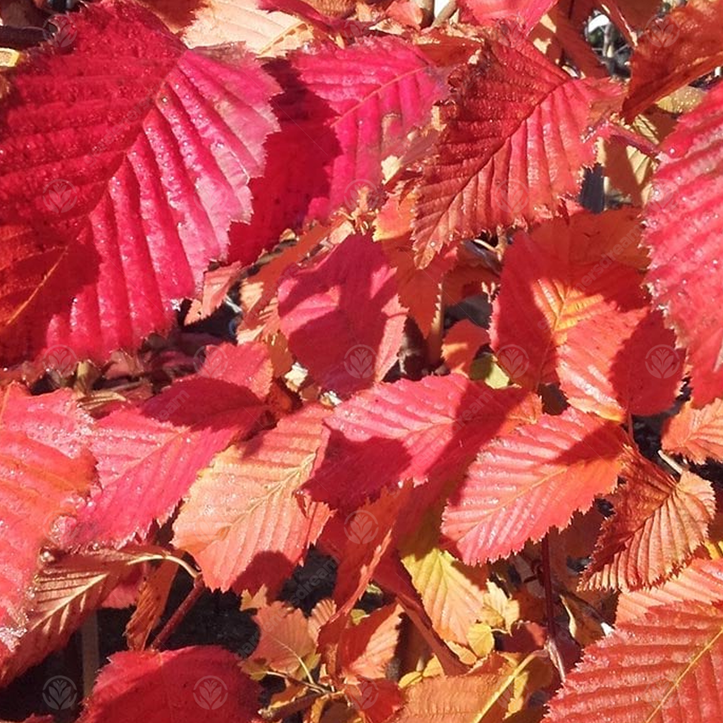 Carpinus Rockhampton Red (12L, 5-6ft)