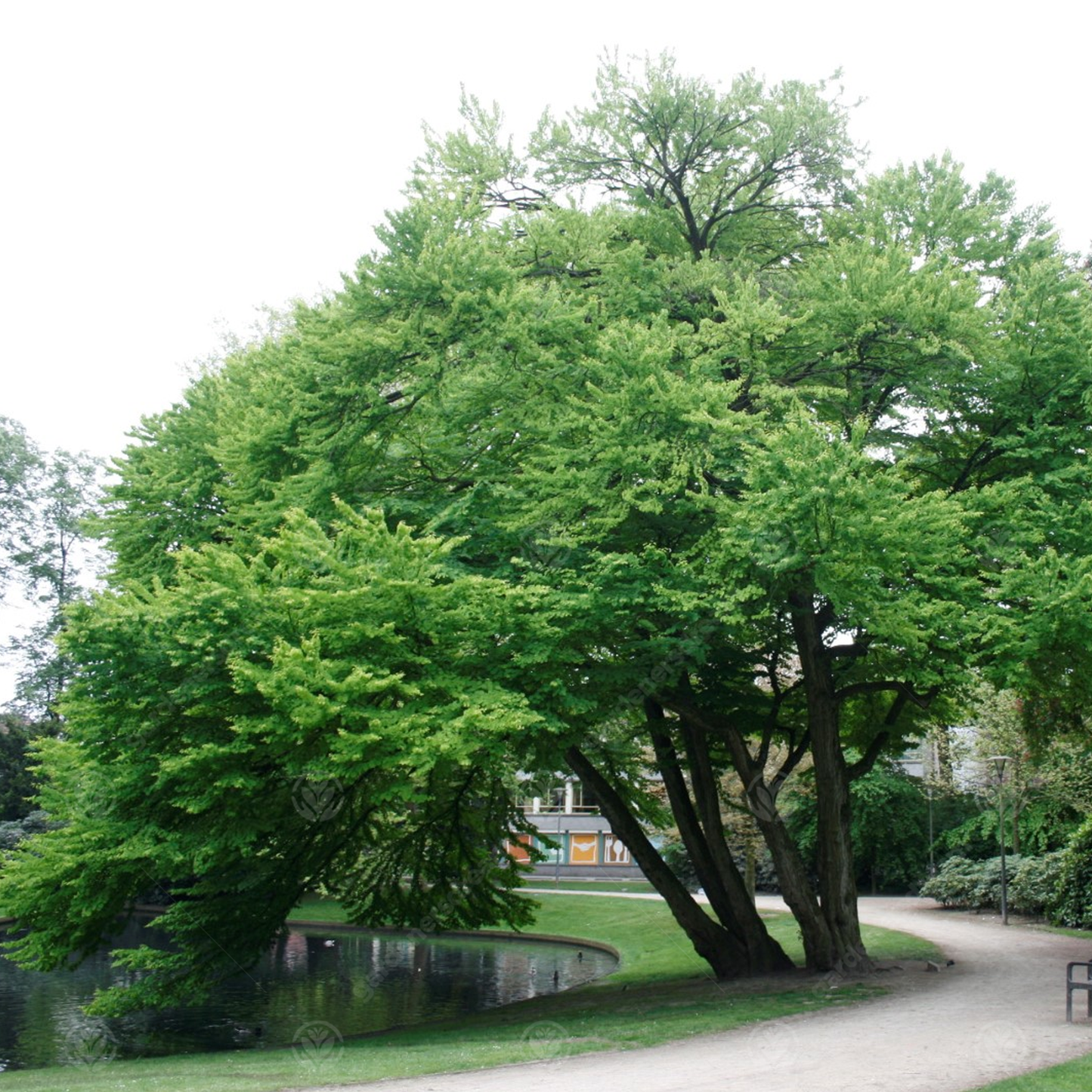 Cercidiphyllum Japonicum Tree (12L, 5-6ft)