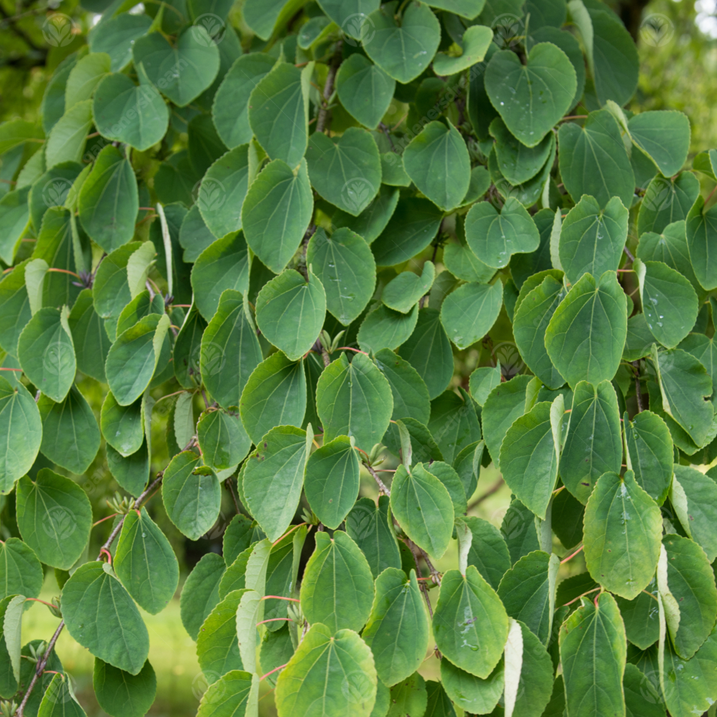 Cercidiphyllum Japonicum Tree (12L, 5-6ft)
