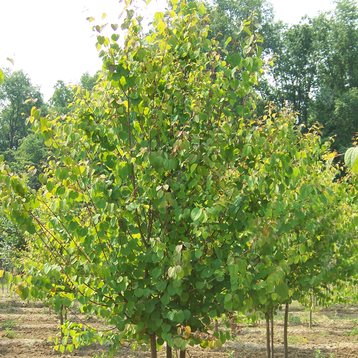 Cercidiphyllum Japonicum Tree (12L, 5-6ft)