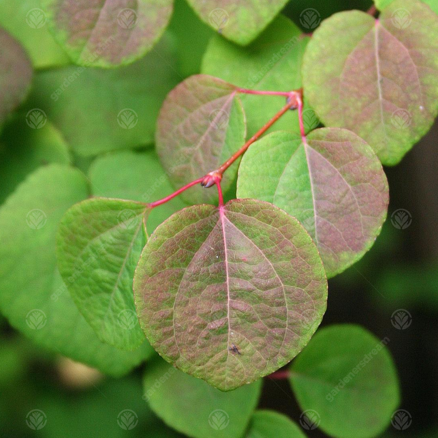 Cercidiphyllum Japonicum Tree (12L, 5-6ft)