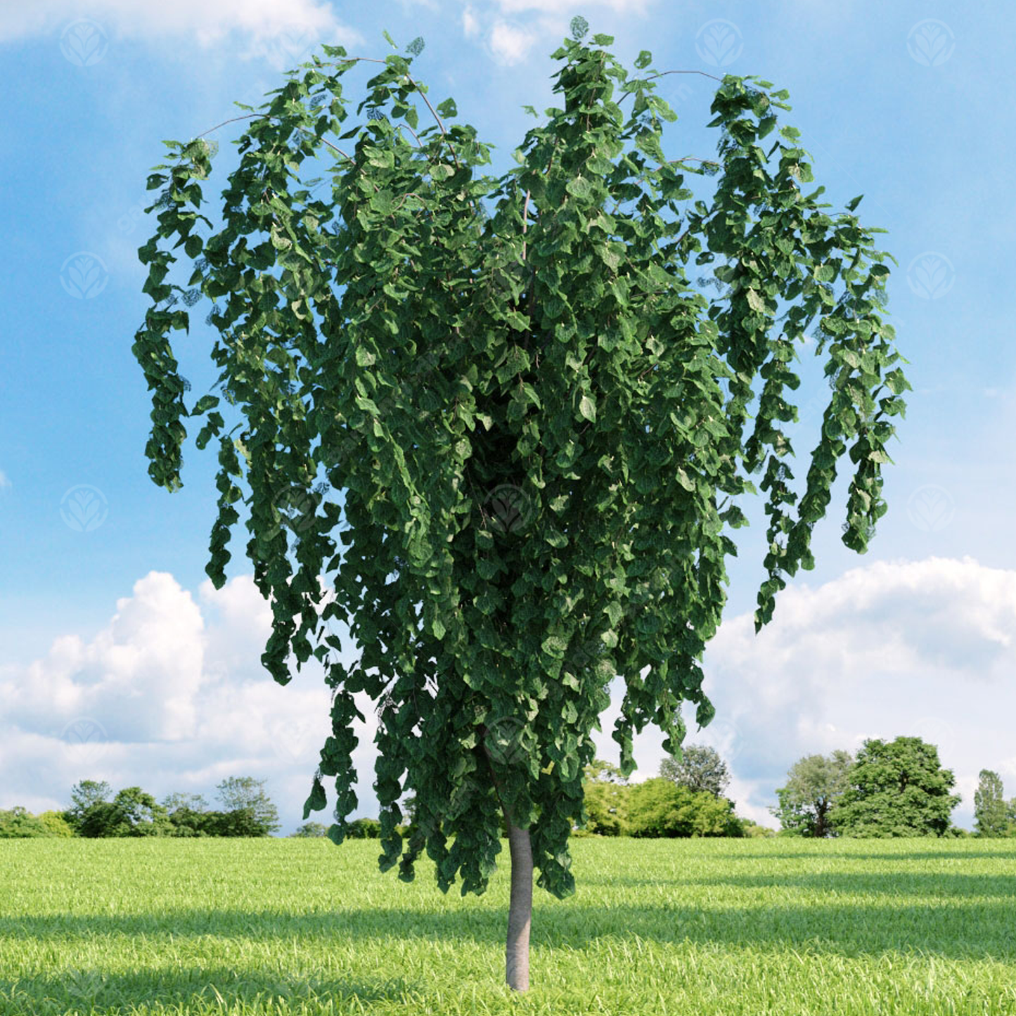 Cercidiphyllum Japonicum Pendulum Tree (12L, 5-6ft)
