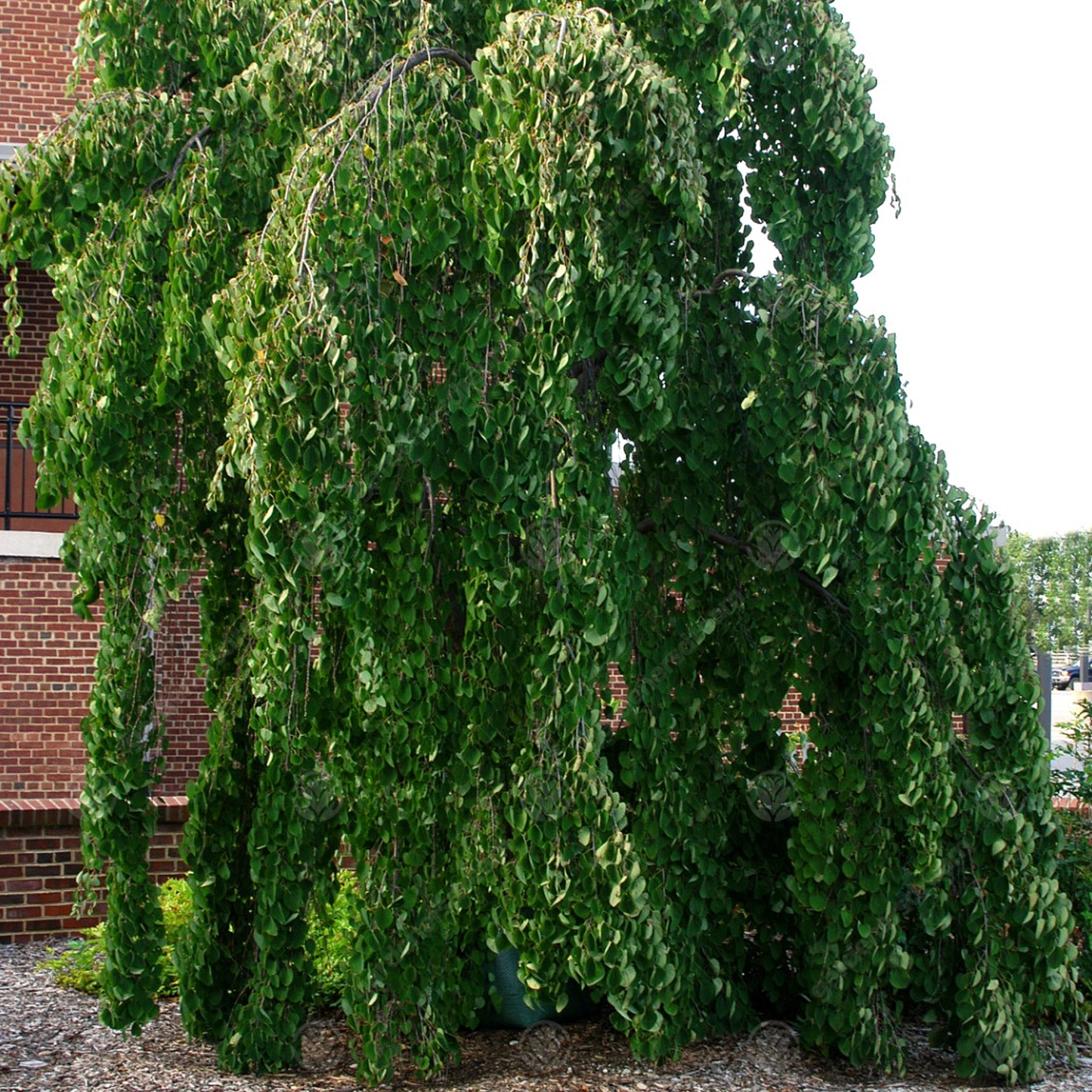 Cercidiphyllum Japonicum Pendulum Tree (12L, 5-6ft)