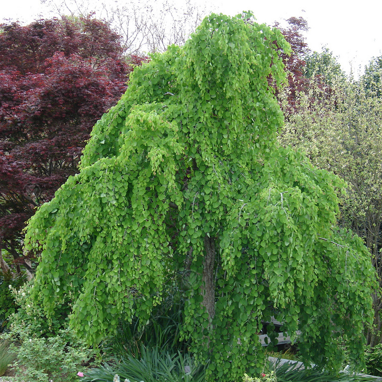 Cercidiphyllum Japonicum Pendulum Tree (12L, 5-6ft)