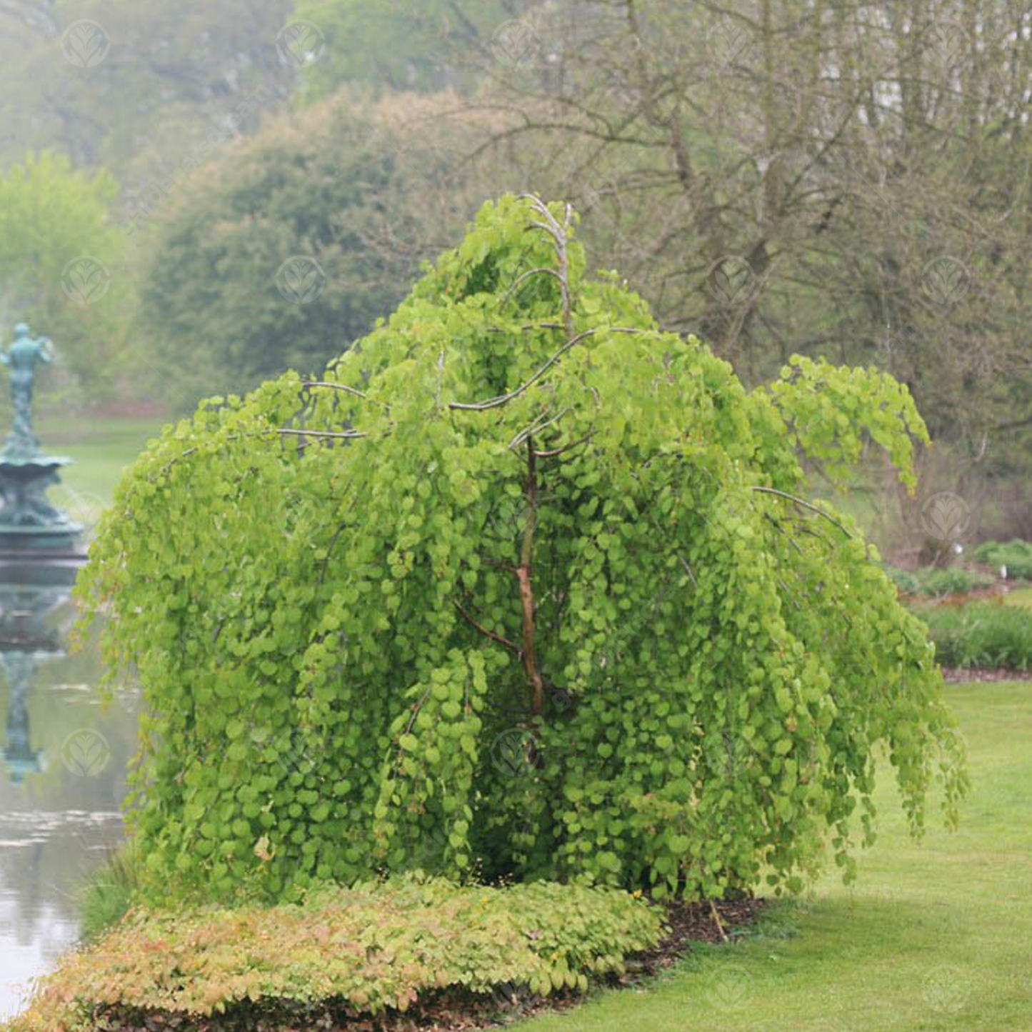Cercidiphyllum Japonicum Pendulum Tree (12L, 5-6ft)