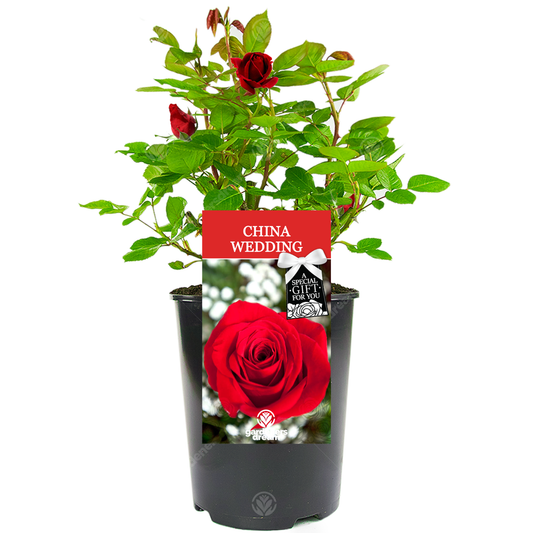 CHINA WEDDING ANNIVERSARY - 20th Wedding Anniversary Rose Bush