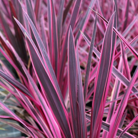Cordyline Pink Passion (9cm)