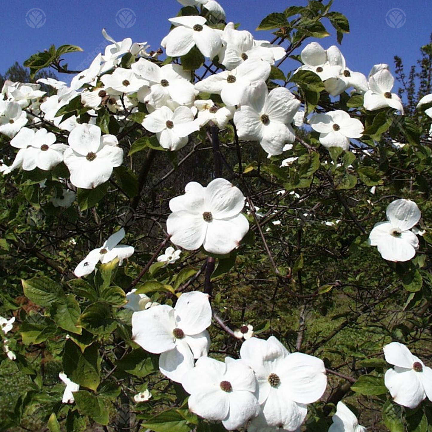 Cornus Eddies White Wonder Tree (12L, 5-6ft)