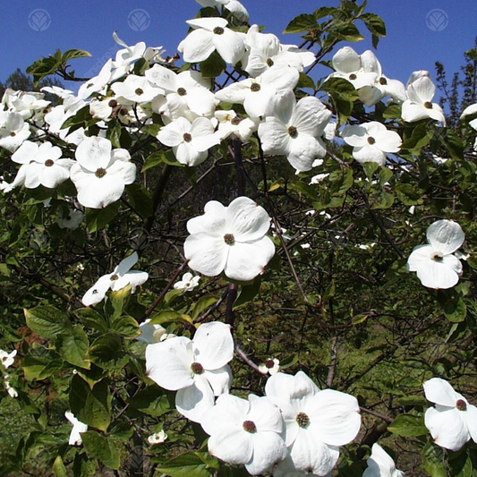 Cornus Eddies White Wonder Tree (12L, 5-6ft)