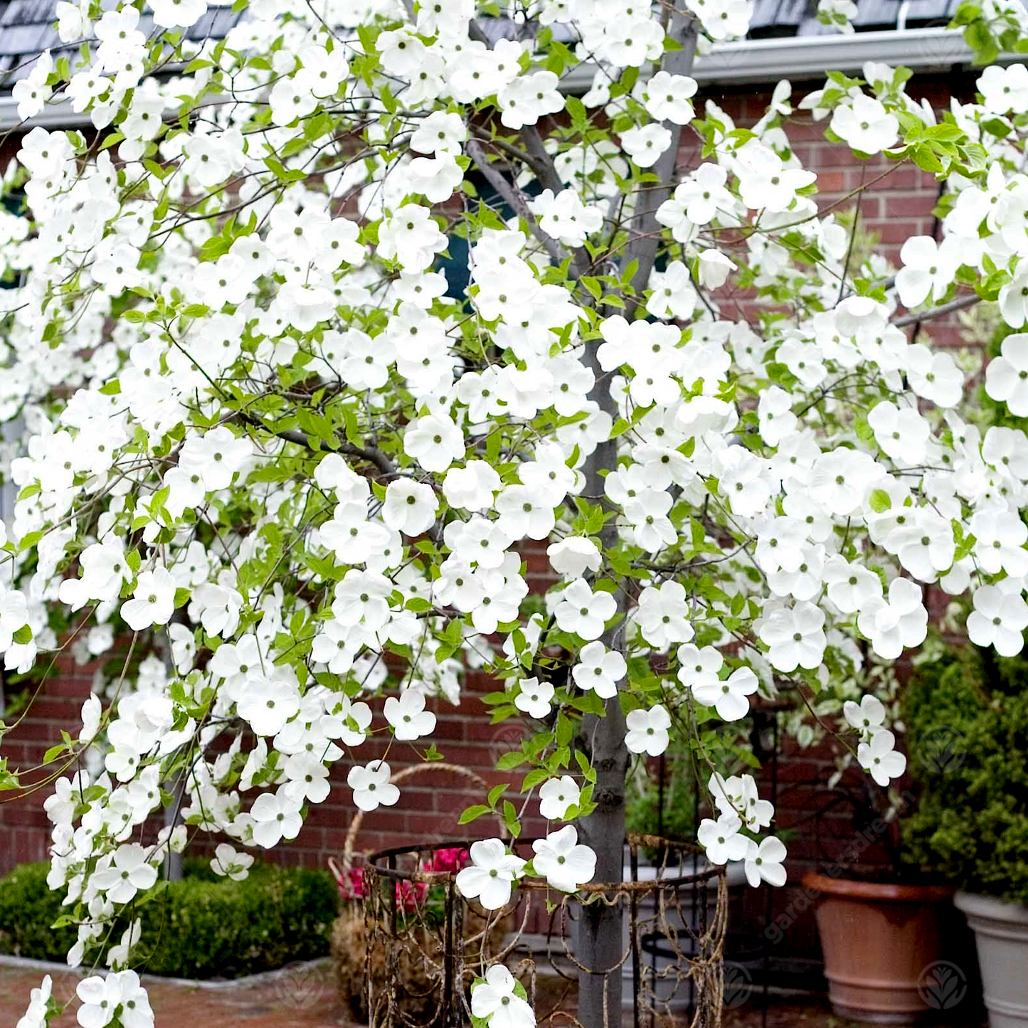 Cornus Eddies White Wonder Tree (12L, 5-6ft)