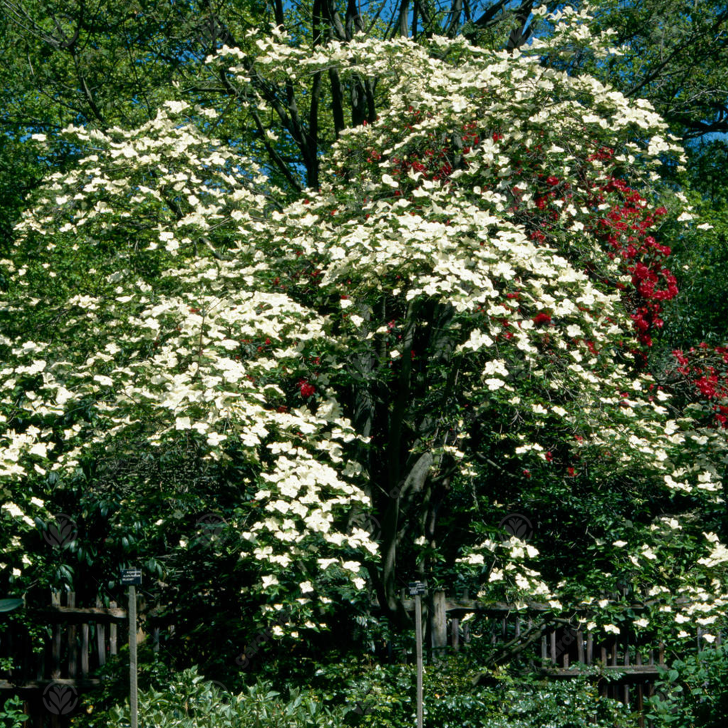 Cornus Eddies White Wonder Tree (12L, 5-6ft)