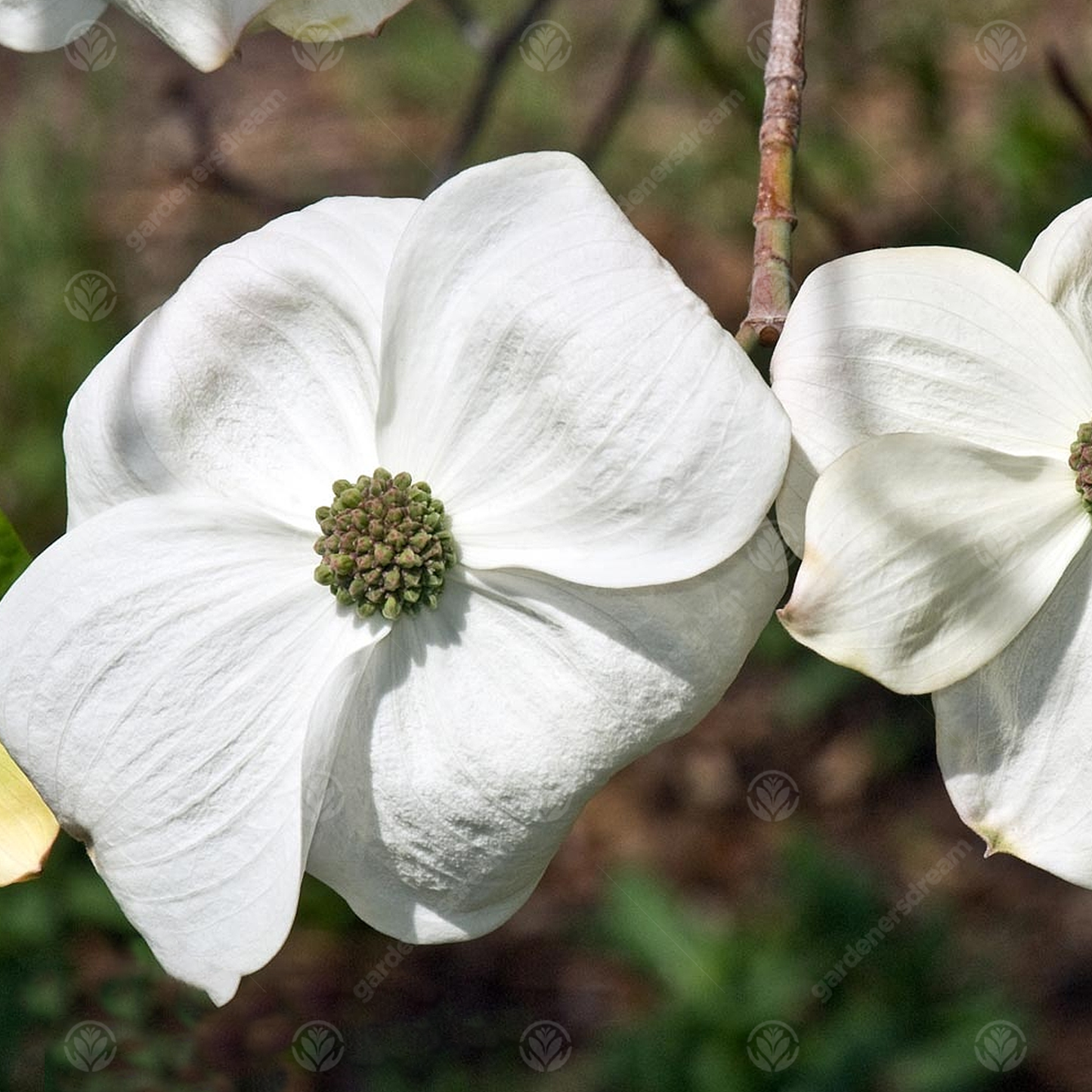 Cornus Eddies White Wonder Tree (12L, 5-6ft)