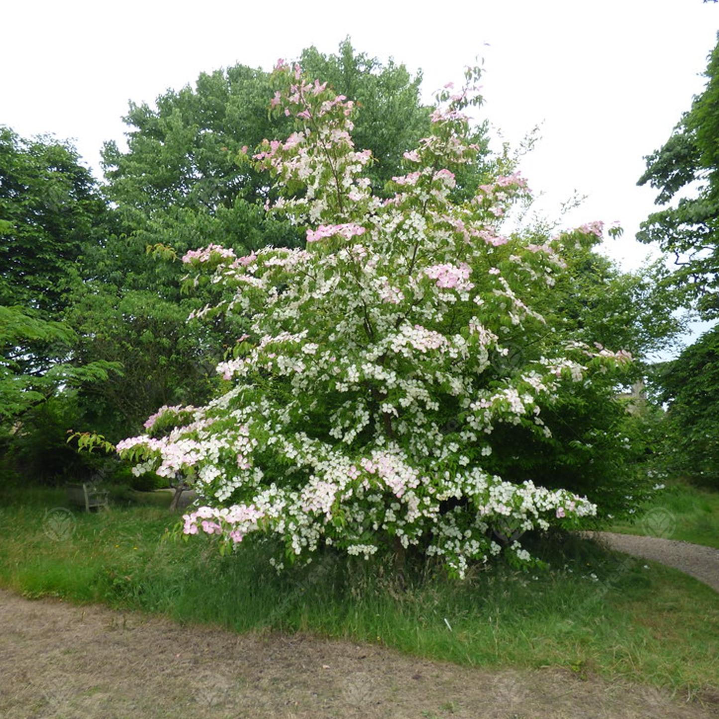 Cornus Gloria Birkett Tree (7.5L, 4-5ft)