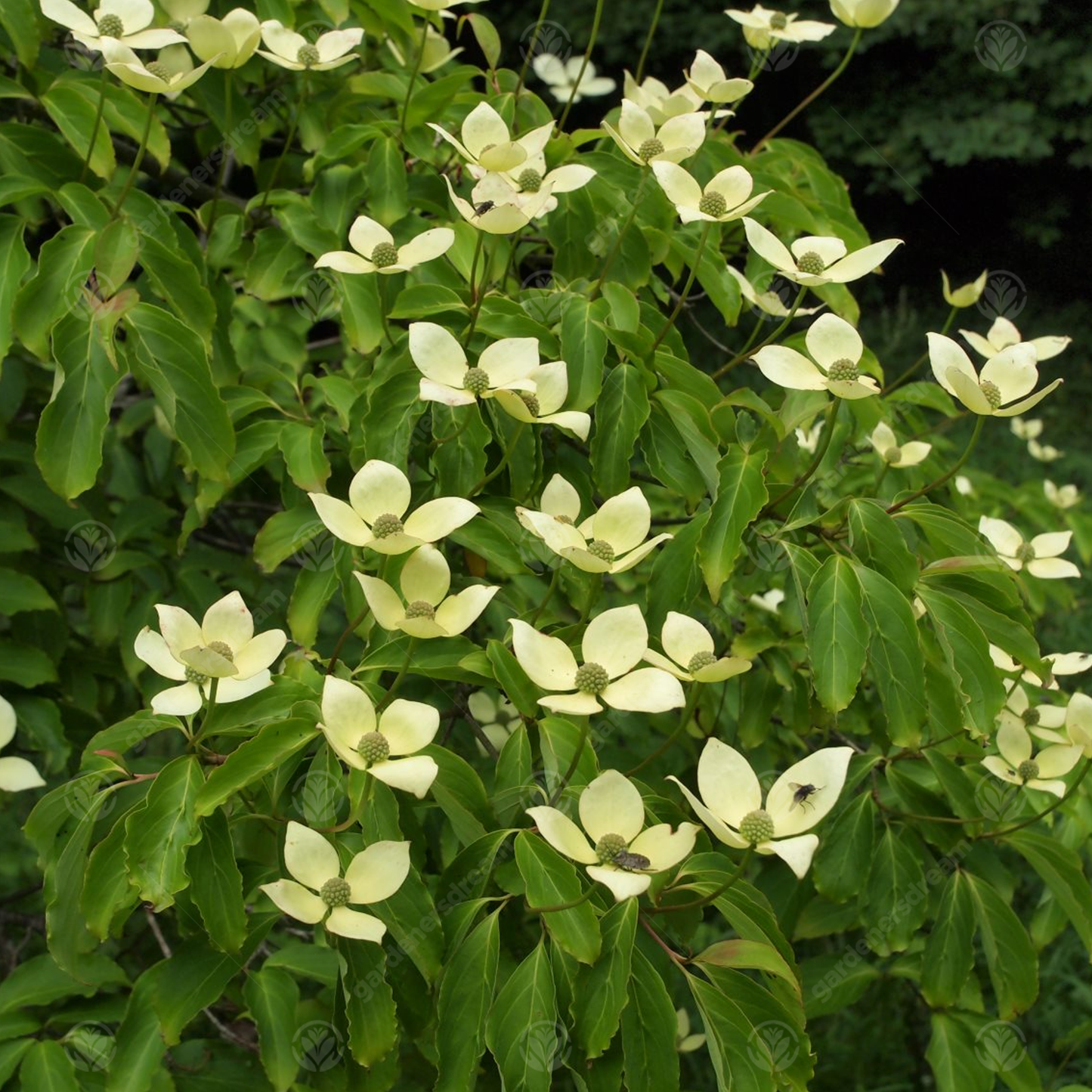 Cornus Gloria Birkett Tree (7.5L, 4-5ft)
