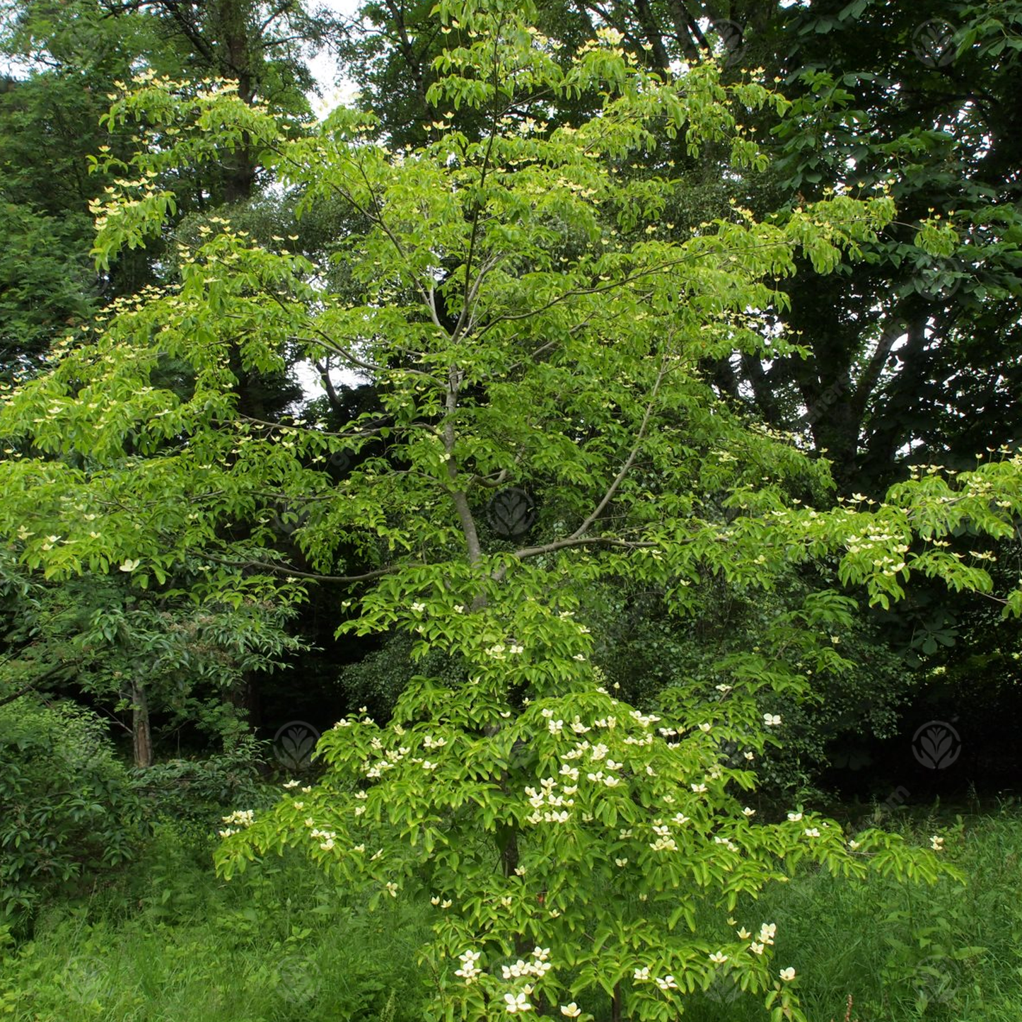 Cornus Gloria Birkett Tree (7.5L, 4-5ft)