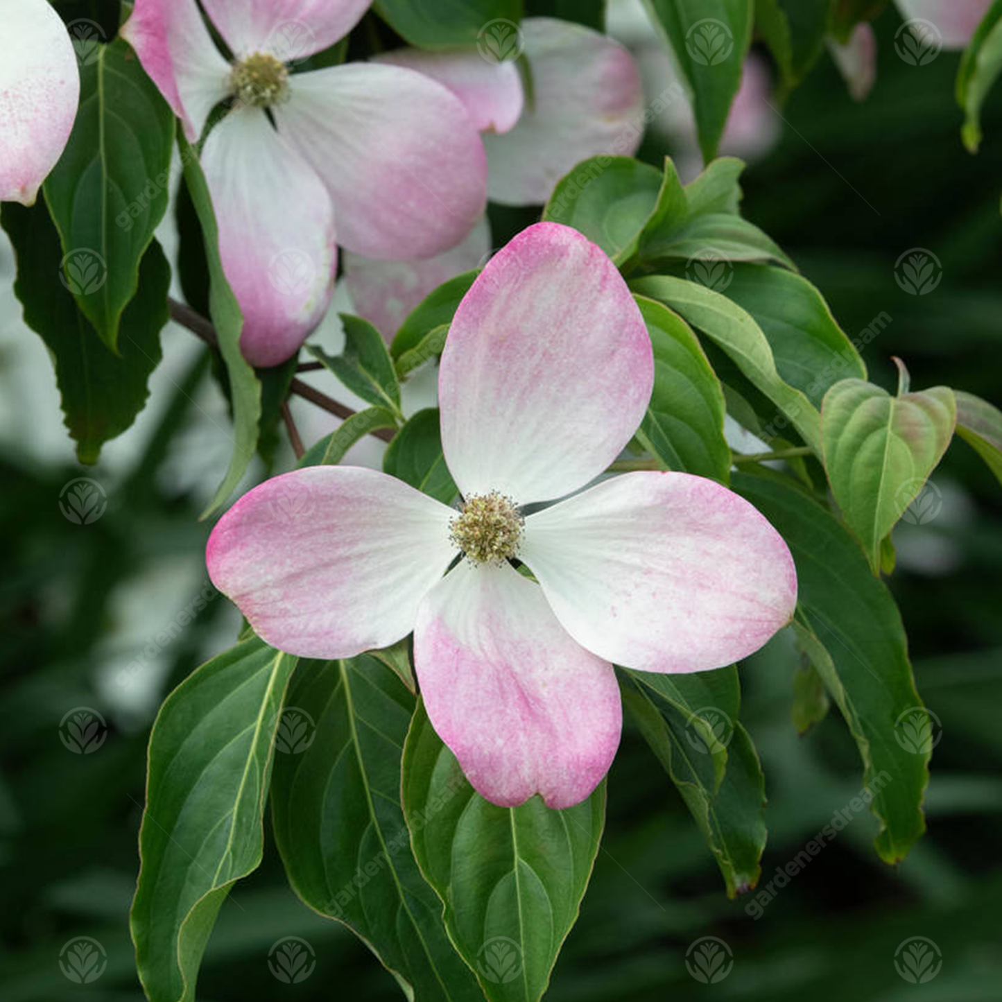 Cornus Gloria Birkett Tree (7.5L, 4-5ft)