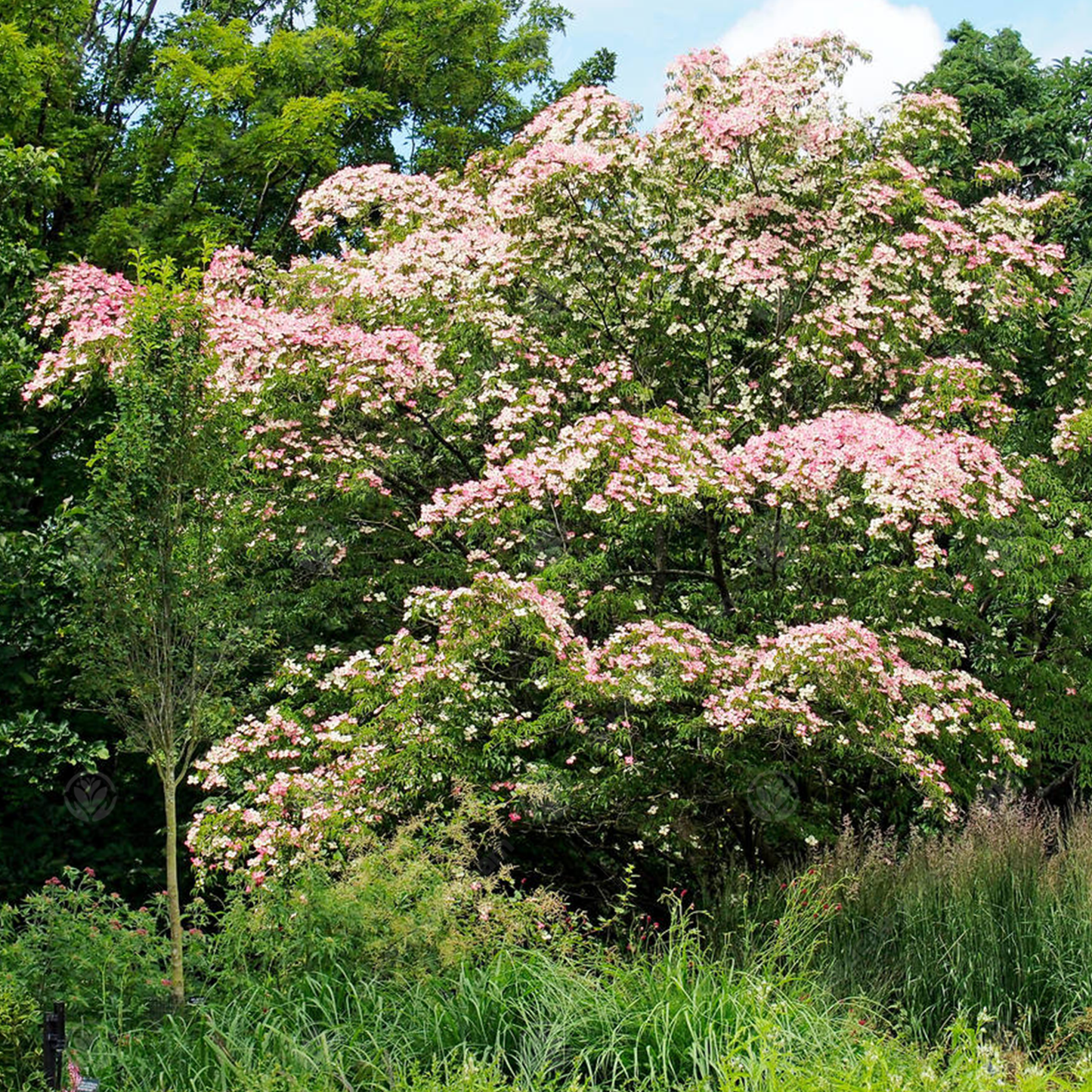 Cornus Porlock Tree (7.5L, 4-5ft)