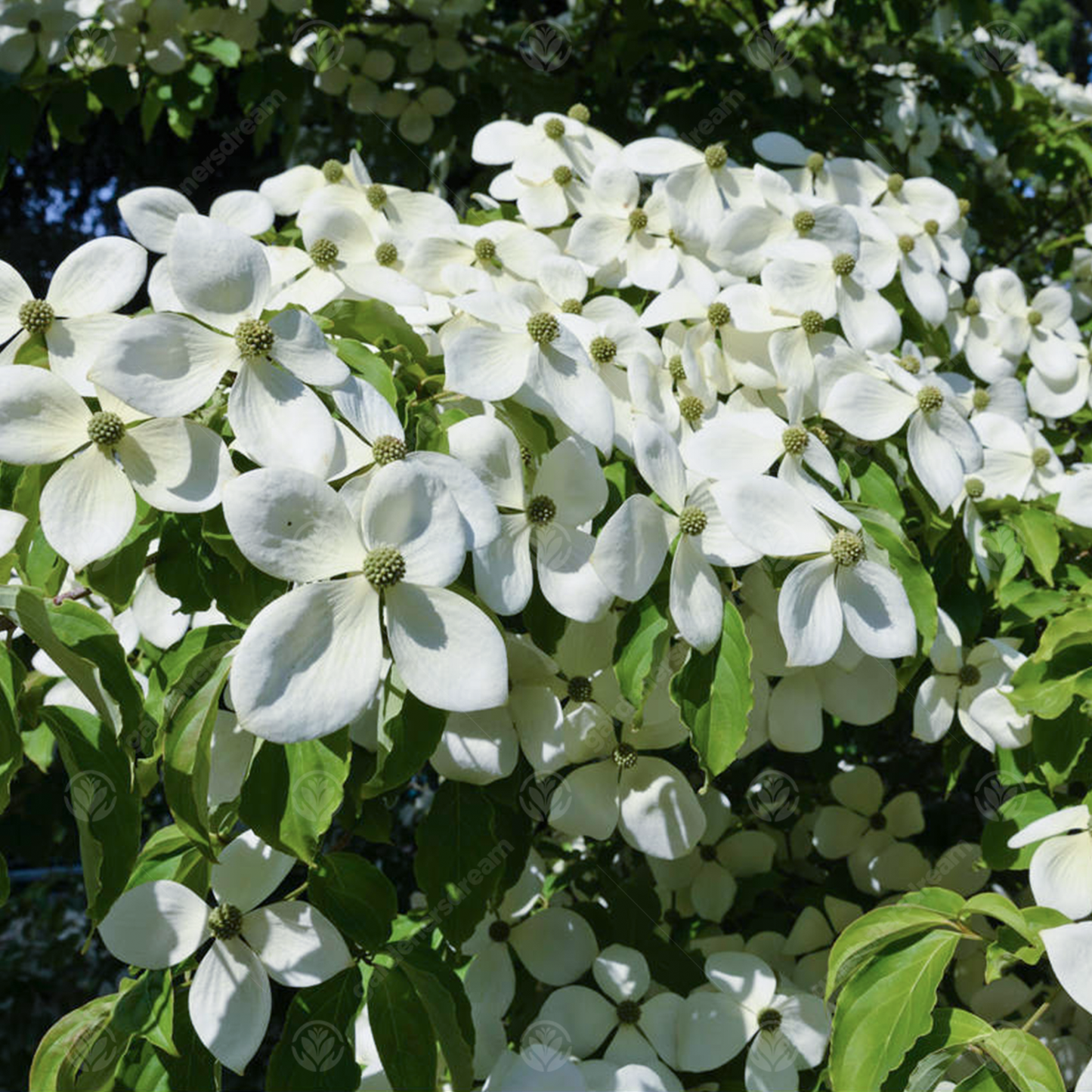 Cornus Porlock Tree (7.5L, 4-5ft)