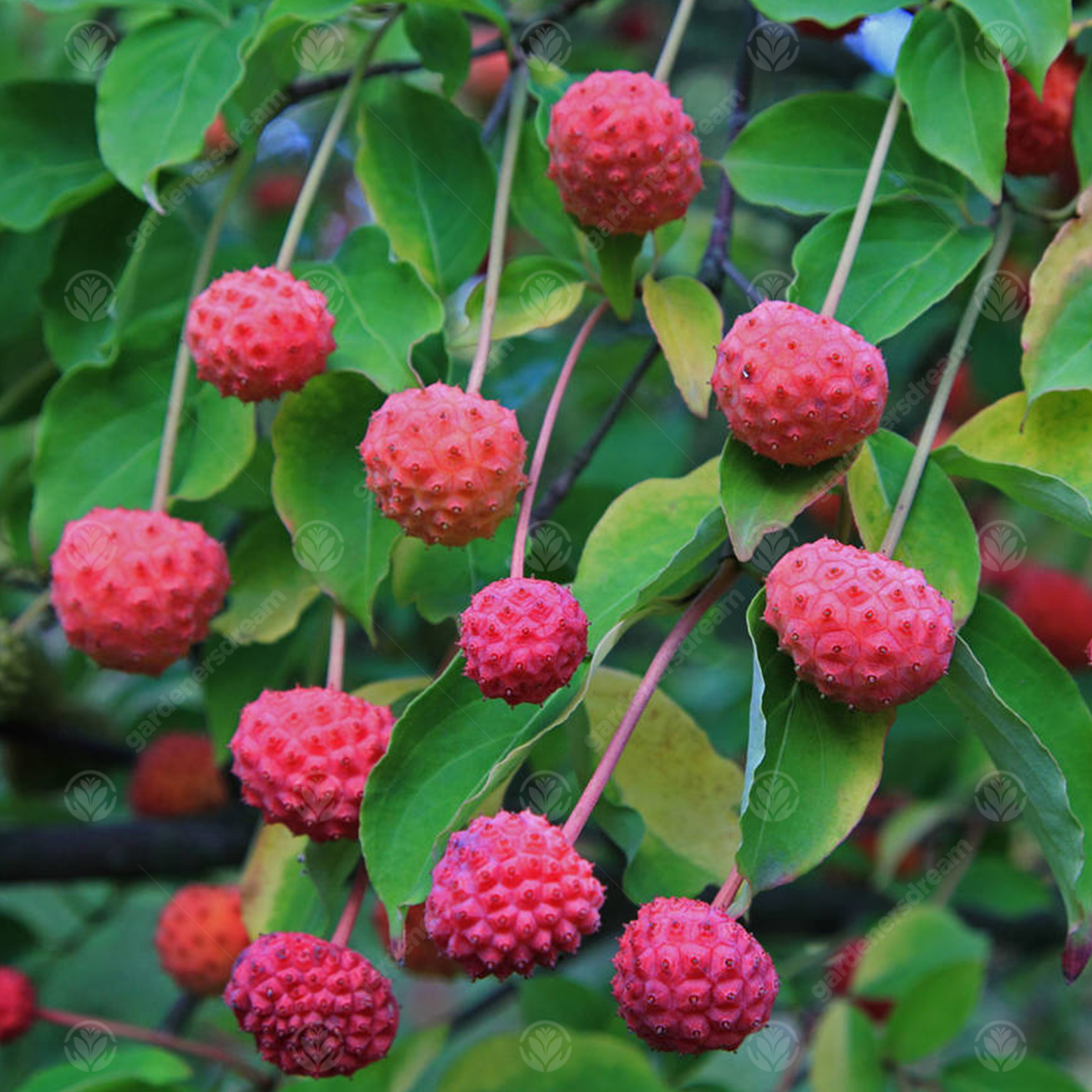 Cornus Porlock Tree (7.5L, 4-5ft)