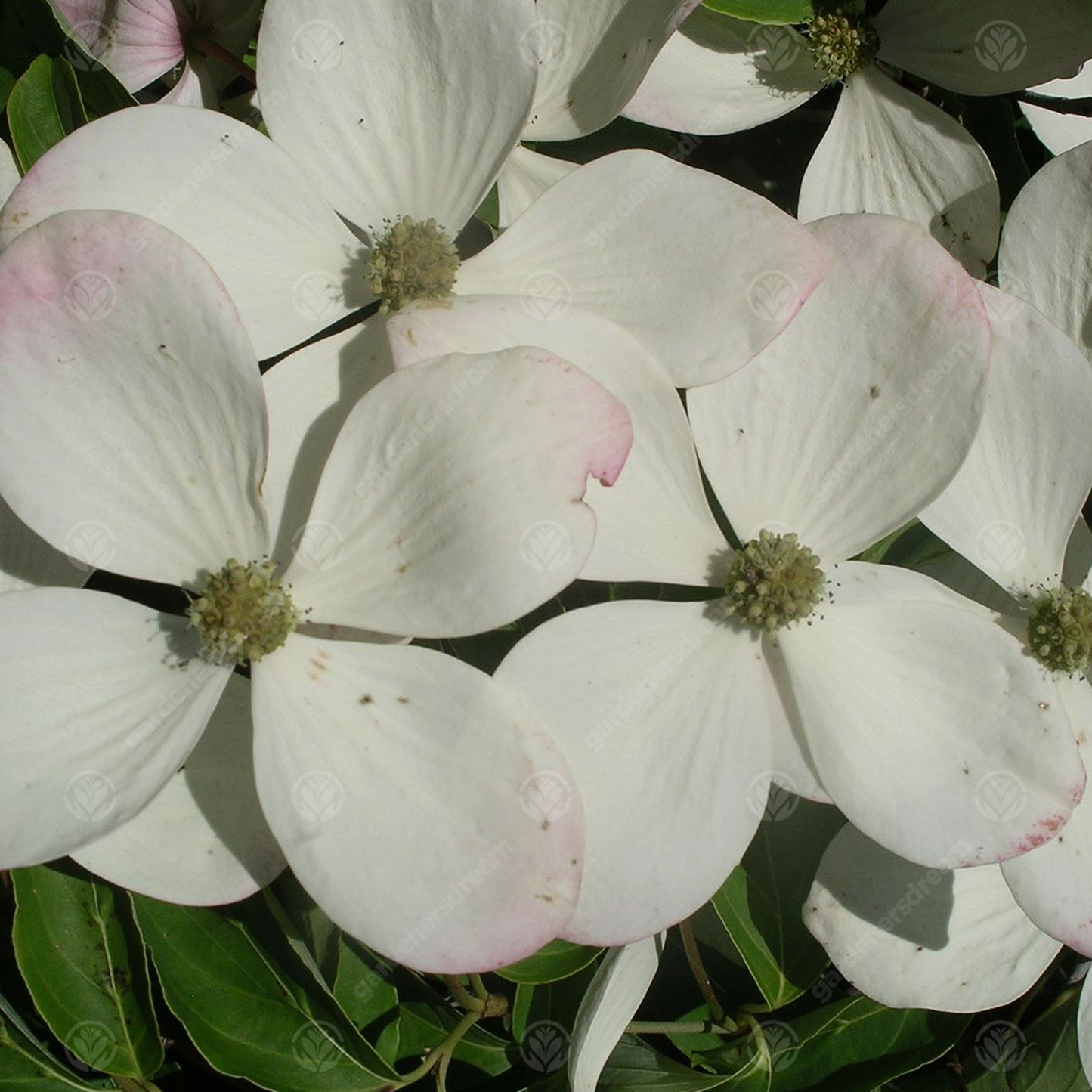 Cornus Porlock Tree (7.5L, 4-5ft)