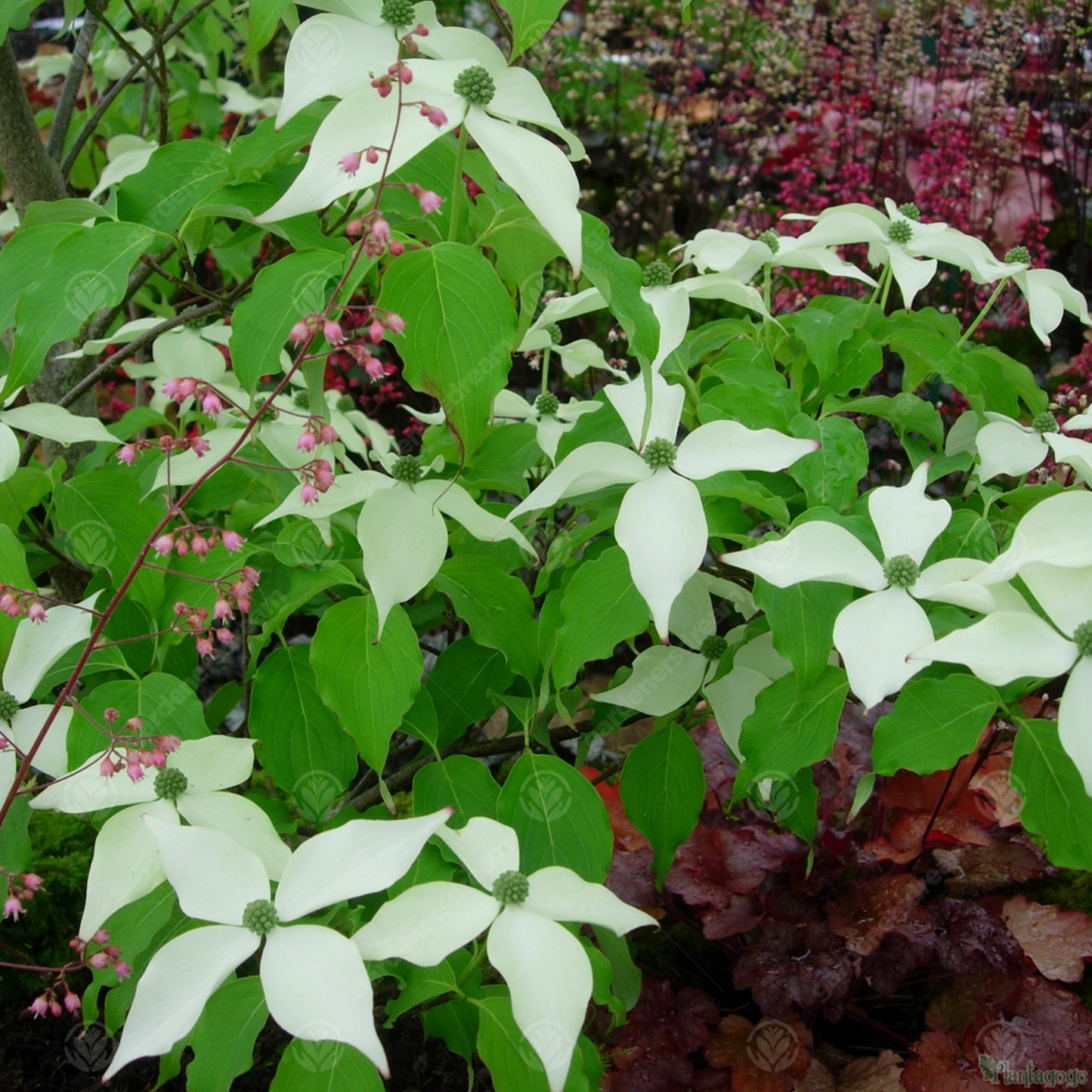 Cornus White Fountain Tree (7.5L, 4-5ft)