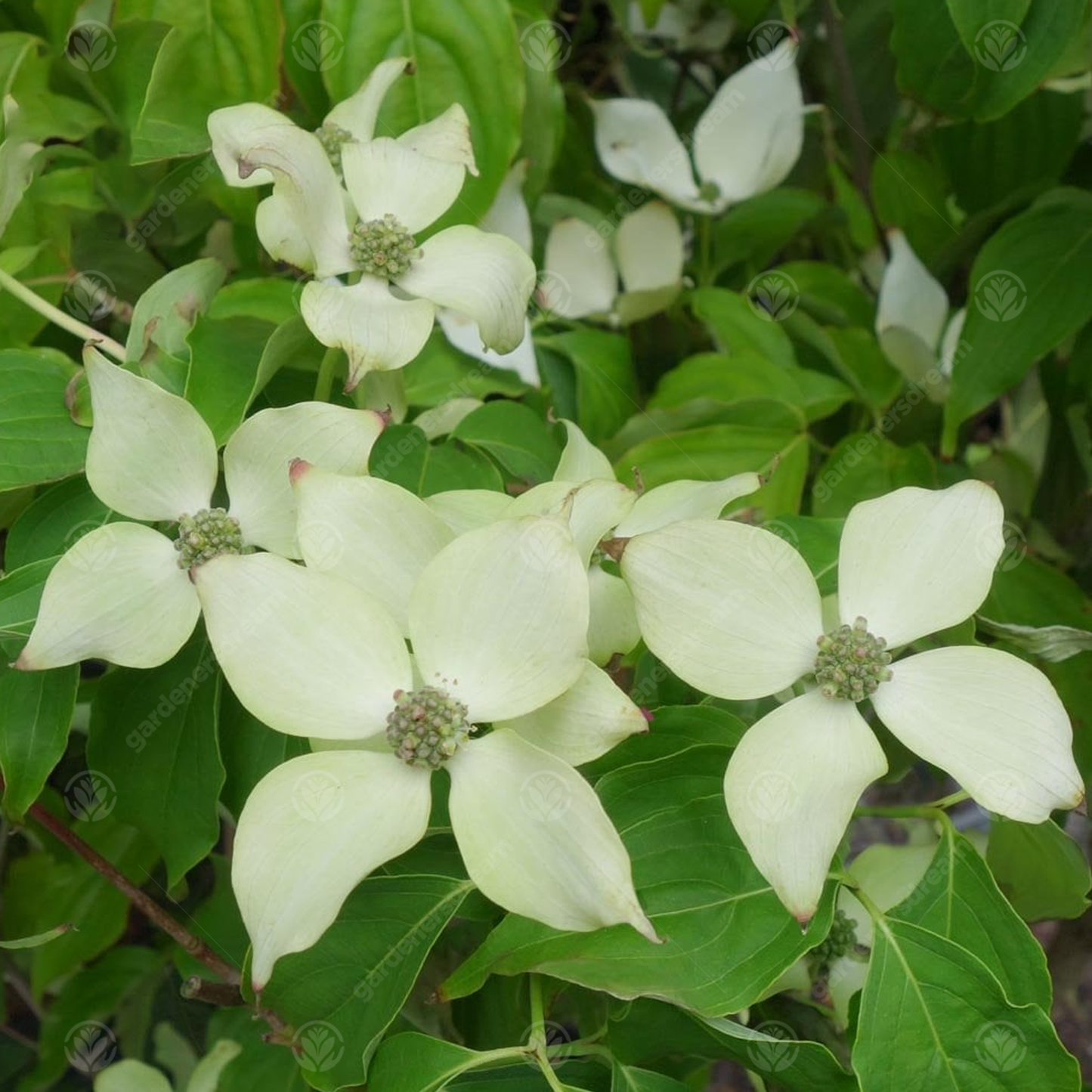 Cornus White Fountain Tree (7.5L, 4-5ft)