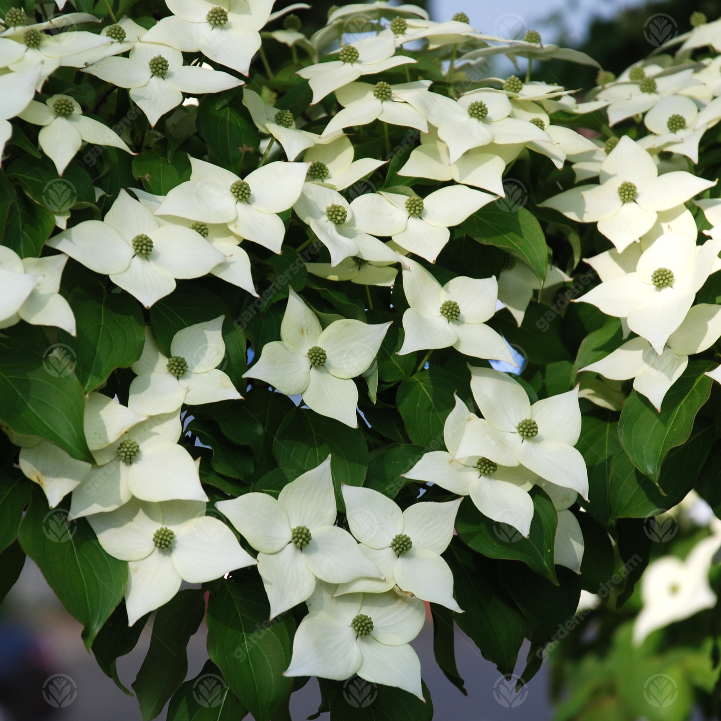 Cornus White Fountain Tree (7.5L, 4-5ft)