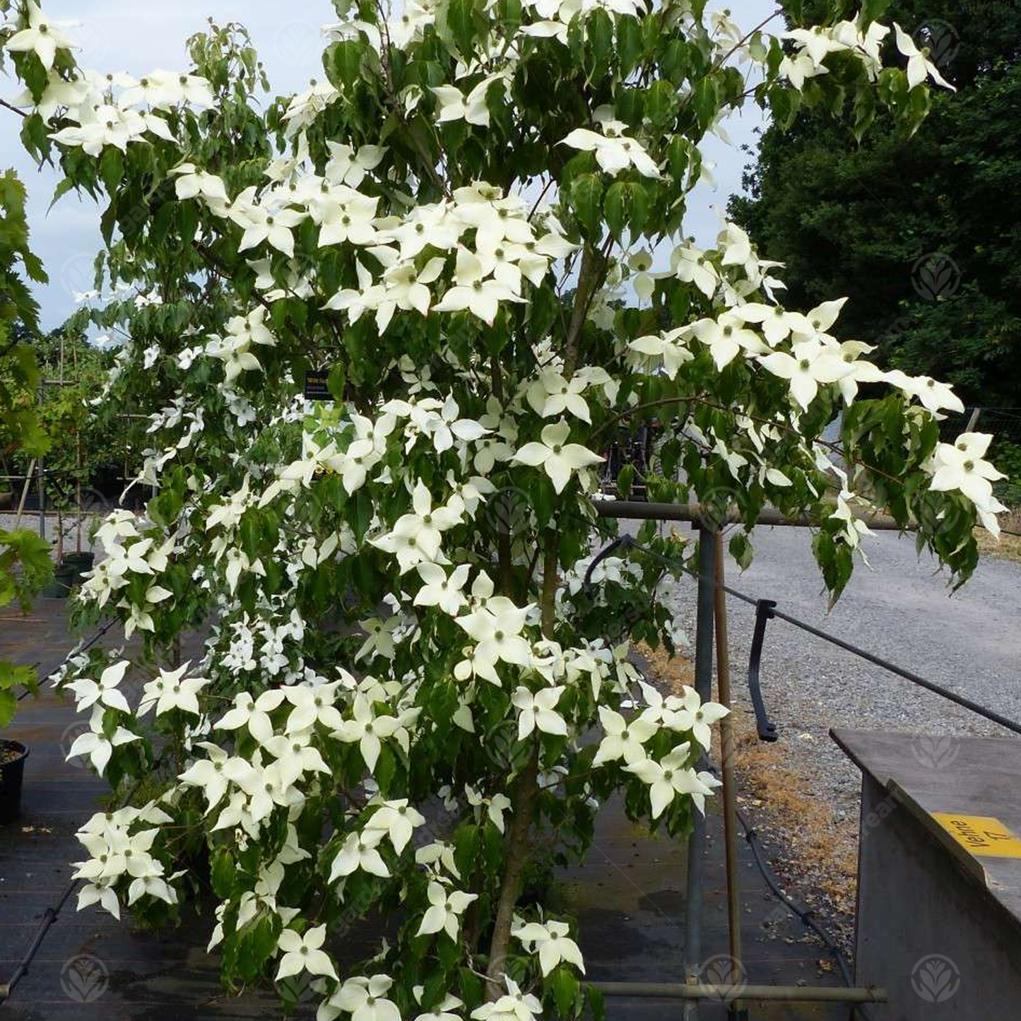 Cornus White Fountain Tree (7.5L, 4-5ft)