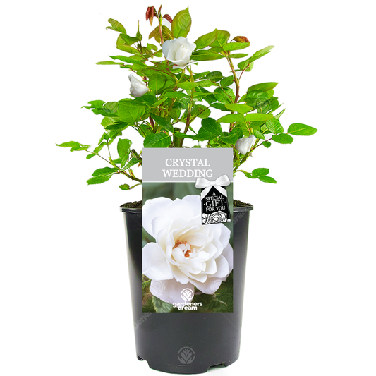 CRYSTAL WEDDING ROSE - 15th Anniversary Rose Bush