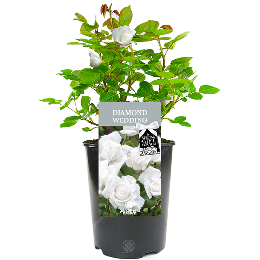 DIAMOND WEDDING ROSE - 60th Anniversary Rose Bush