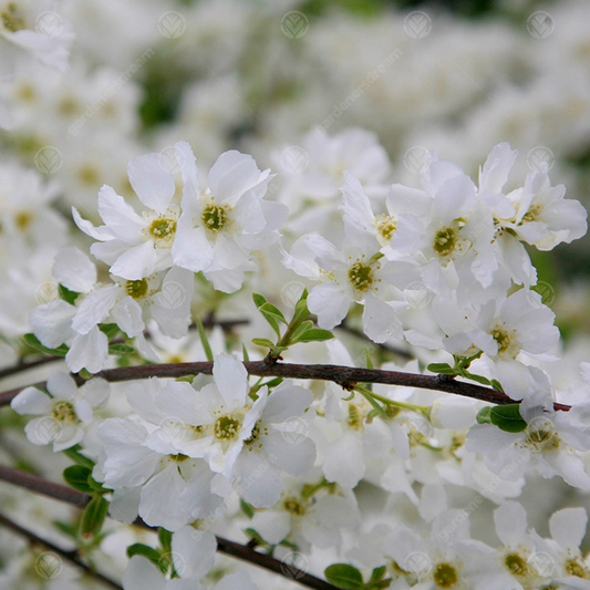 Exochorda The Bride Tree (12L, 5-6ft)