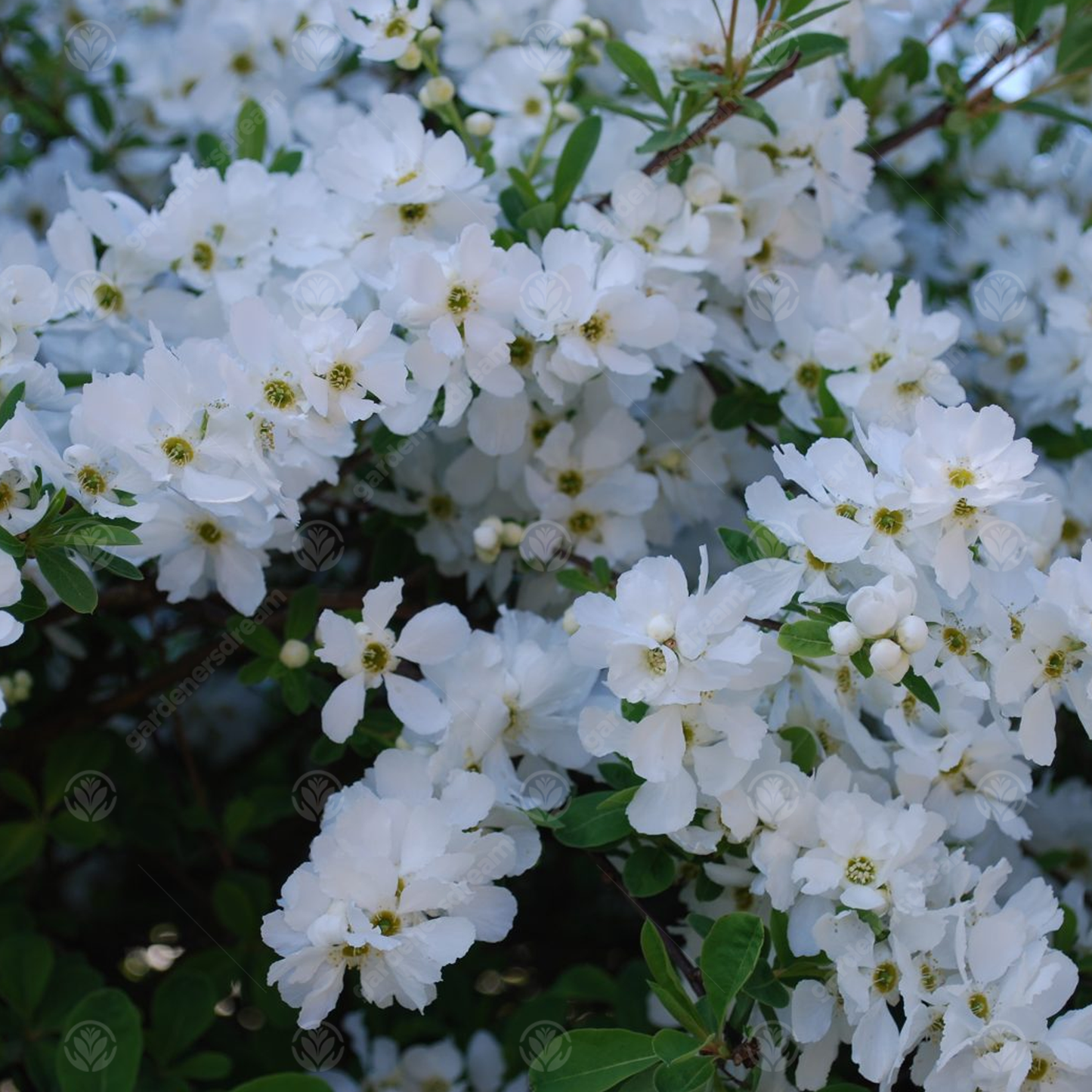 Exochorda The Bride Tree (12L, 5-6ft)