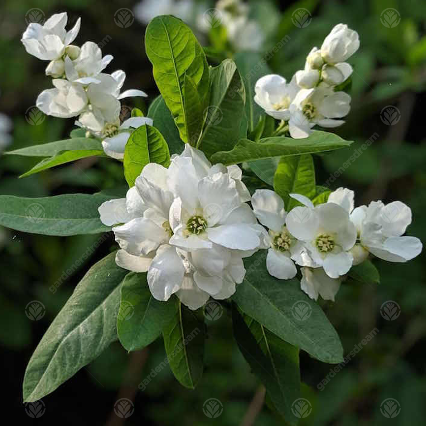 Exochorda The Bride Tree (12L, 5-6ft)