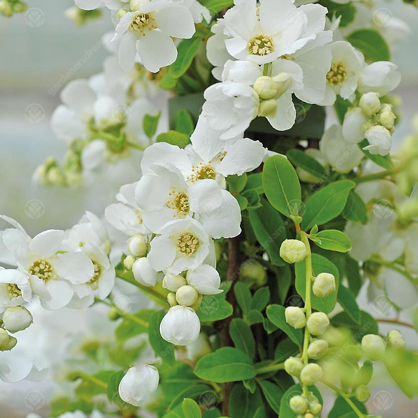 Exochorda The Bride Tree (12L, 5-6ft)