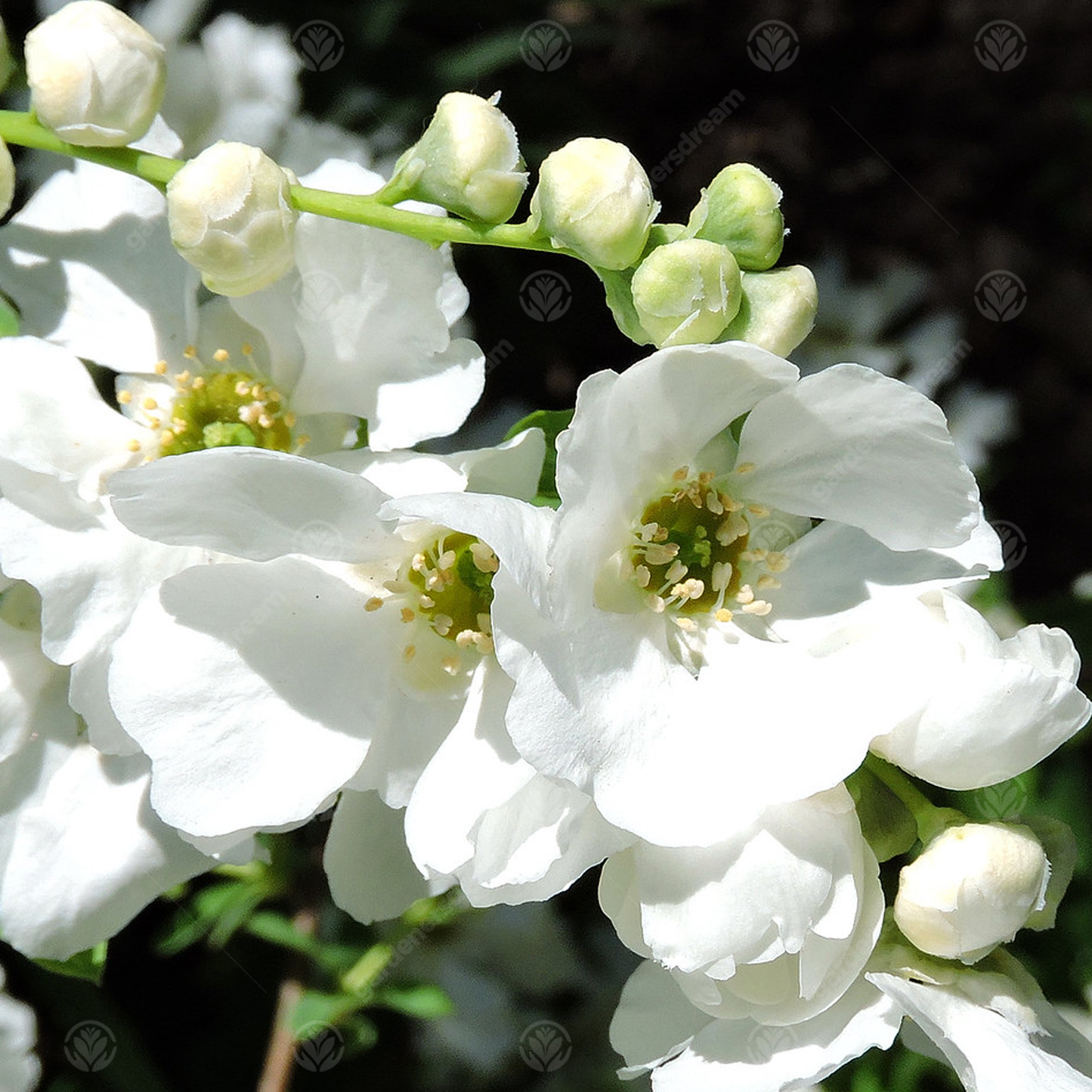 Exochorda The Bride Tree (12L, 5-6ft)