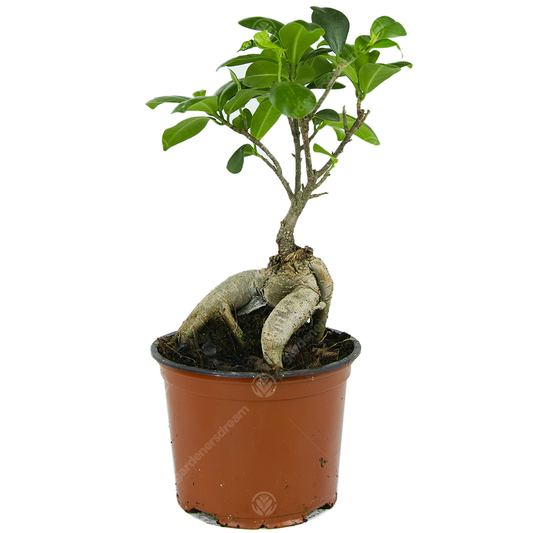 Ficus Ginseng (12cm)