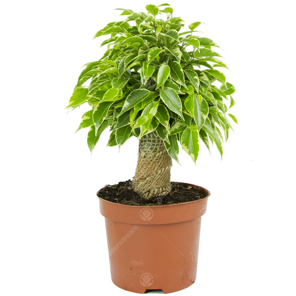 Ficus benjamina Kinky Variegated (14cm)