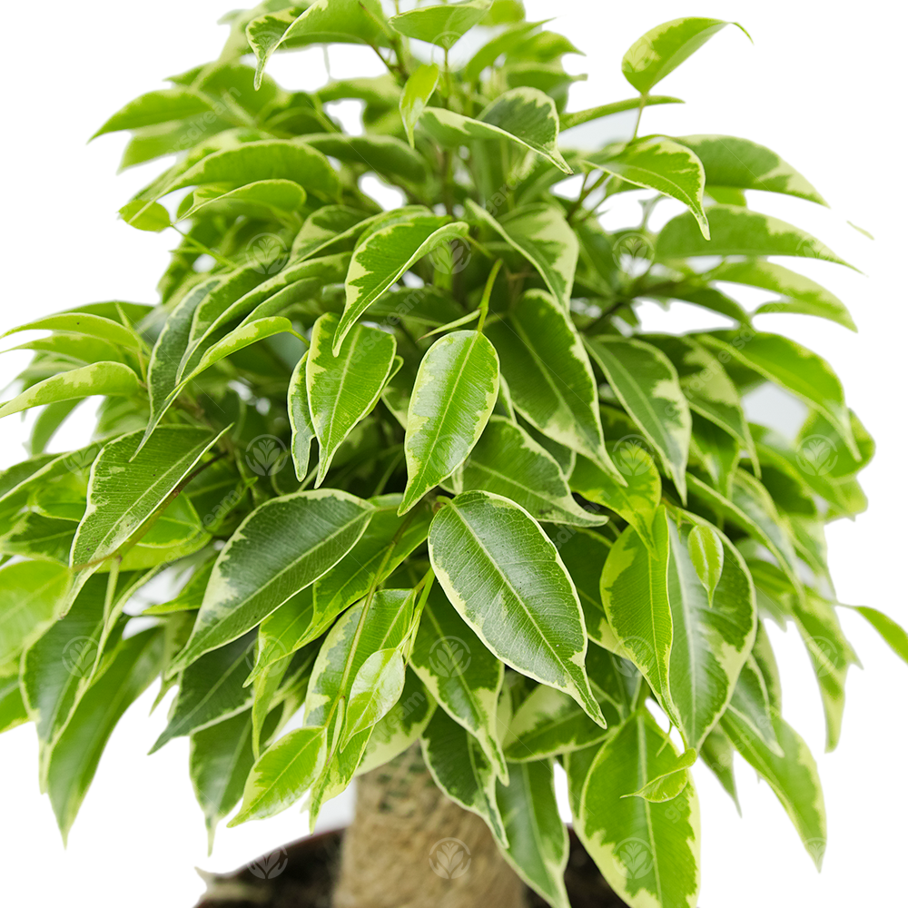 Ficus benjamina Kinky Variegated (14cm)