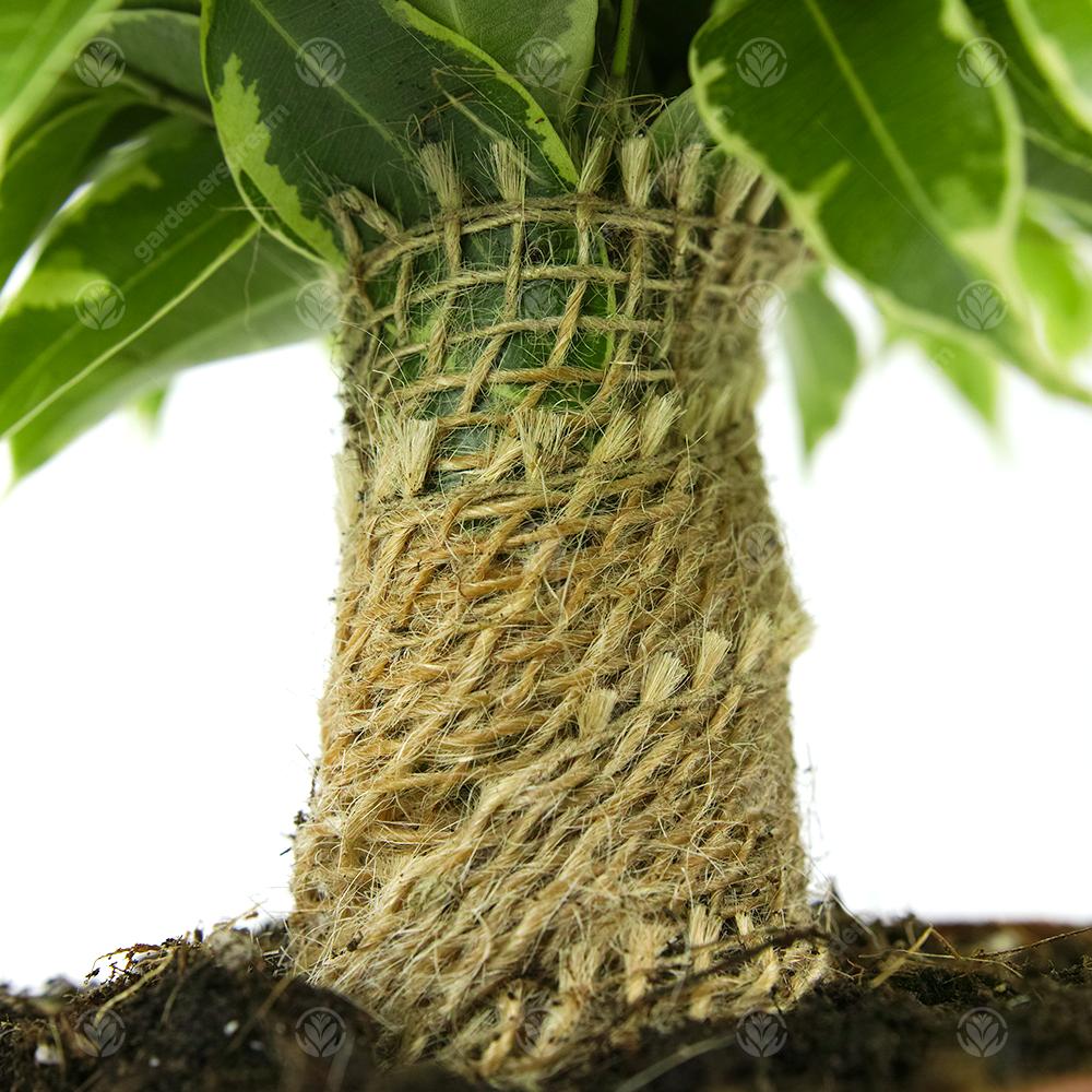 Ficus benjamina Kinky Variegated (14cm)