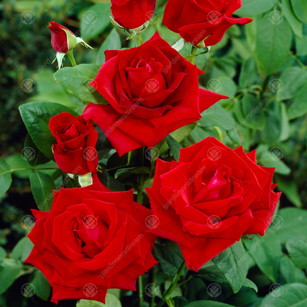 FOR YOU WITH LOVE ROSE - For You With Love Rose Bush