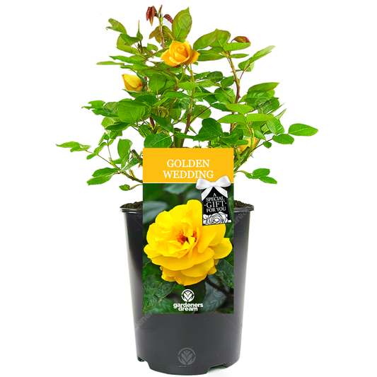 GOLDEN WEDDING ROSE - 50th Anniversary Rose Bush