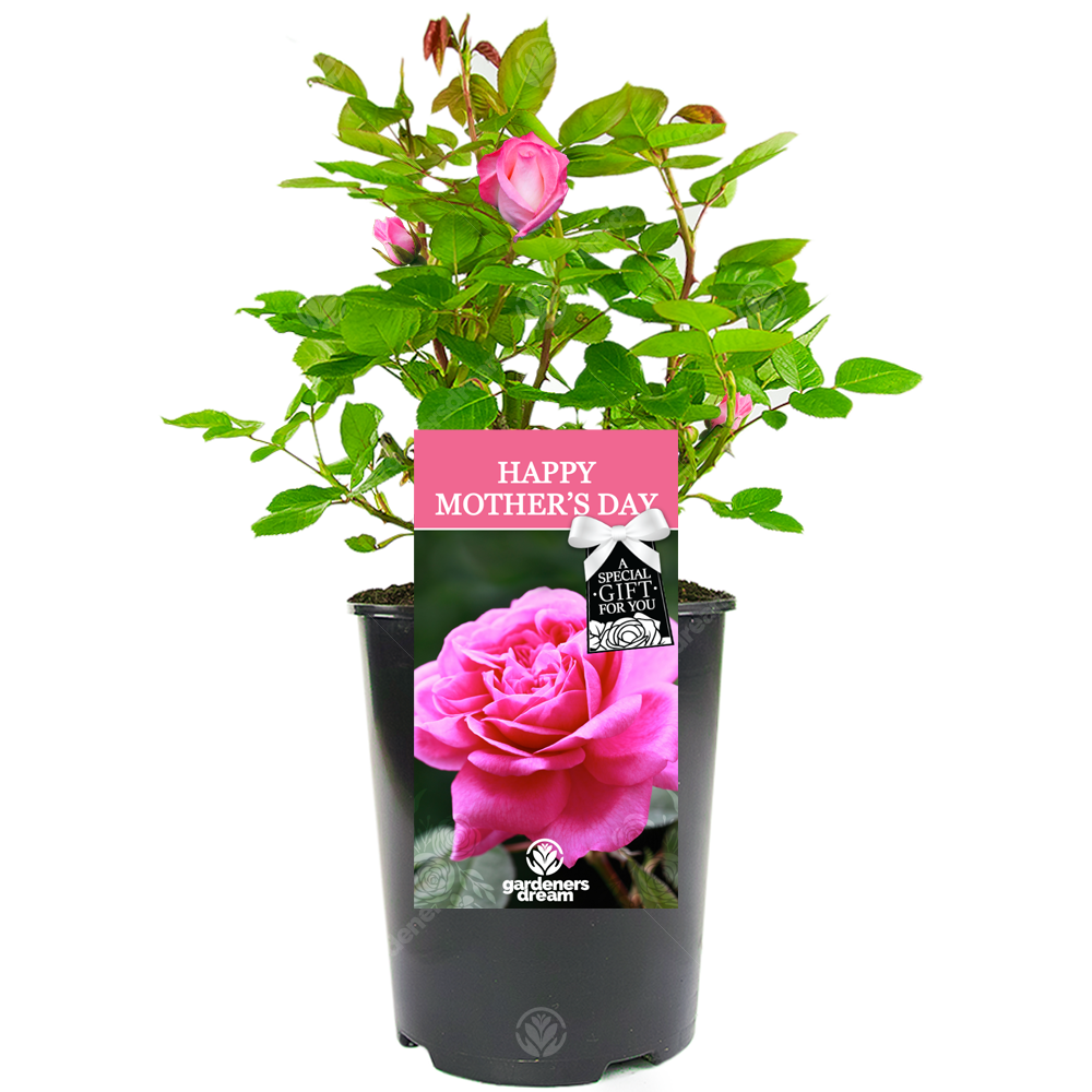 HAPPY MOTHER'S DAY - Happy Mother's Day Rose Bush