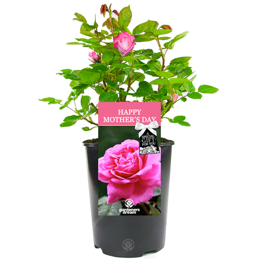 HAPPY MOTHER'S DAY - Happy Mother's Day Rose Bush